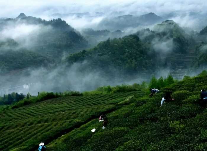 阳崖阴林好栽茶——古人的种茶法